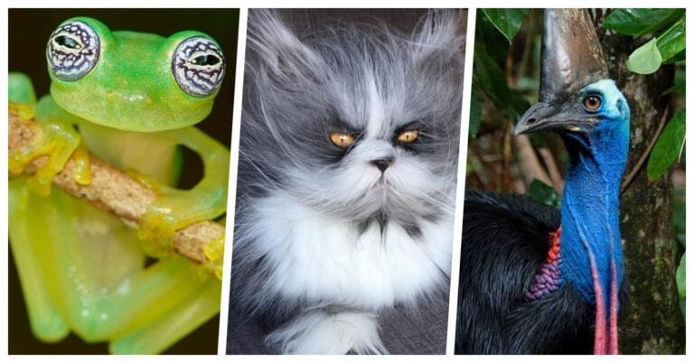 17 fotografii care ne demonstreaza cat de surprinzatoare este natura