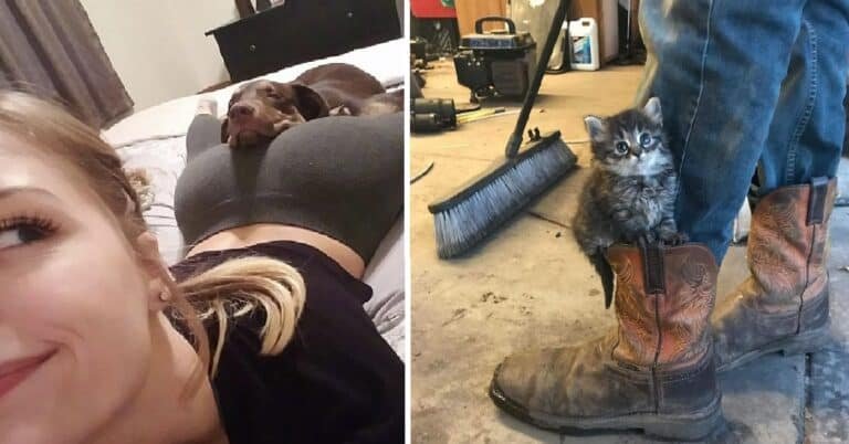 20 de animale de companie care au gasit cele mai „ciudate” locuri in care sa se odihneasca
