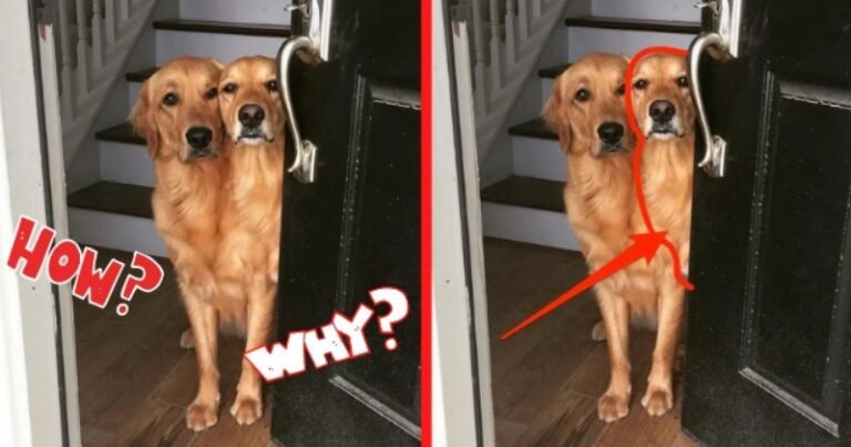 16 fotografii amuzante realizate la momentul potrivit