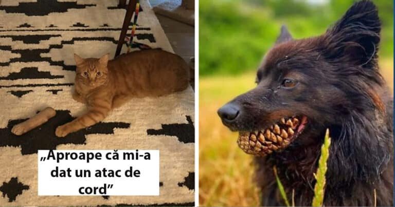 14 animale de companie care și-au panicat stăpânii fără motiv