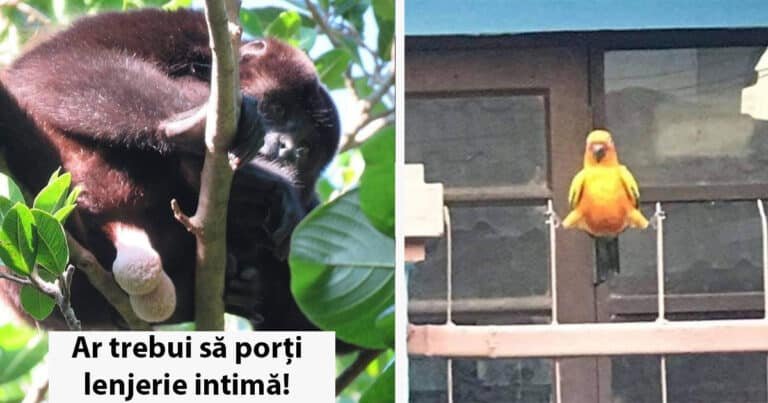 10 momente ciudate în care oamenii au surprins animalele