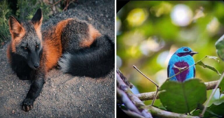 20 de animale care ne arată  ca natura ne poate surprinde cand ne asteptam mai putin