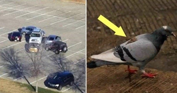 Karma chiar există! Priviți 11 fotografii amuzante care demonstrează acest lucru