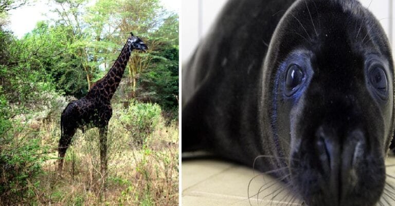 17 animale complet negre care au cucerit lumea cu aspectul lor unic