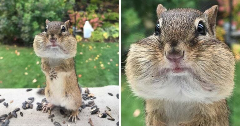16 animale care te pot cuceri in doar cateva secunde cu inocenta lor