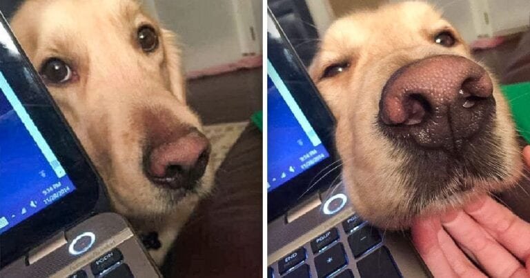 19 animale care nu pot sta departe de stapanii lor nici macar o secunda