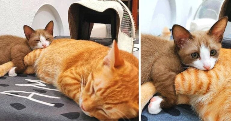20 de animale de companie care nu ar putea trai o secundă fără cei dragi
