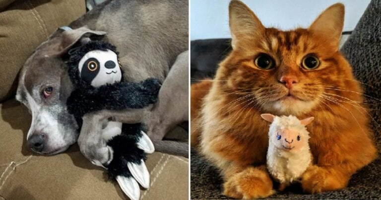 20 de animale de companie care refuză să se despartă de jucăriile lor preferate