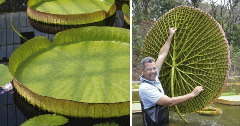 16 imagini fascinante care dezvăluie câteva surprize uriașe