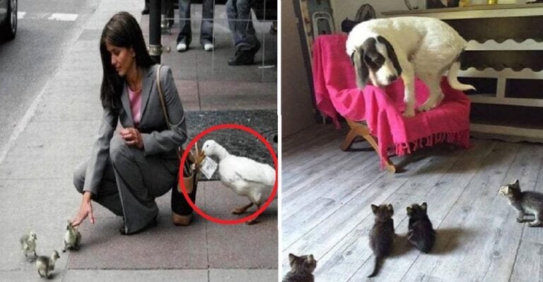 15 animale care ne invata ce inseamna munca in echipa