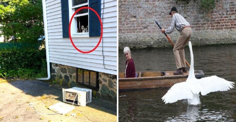 17 fotografii cu mai multe animale care se pare ca au o personalitate extrem de puternica