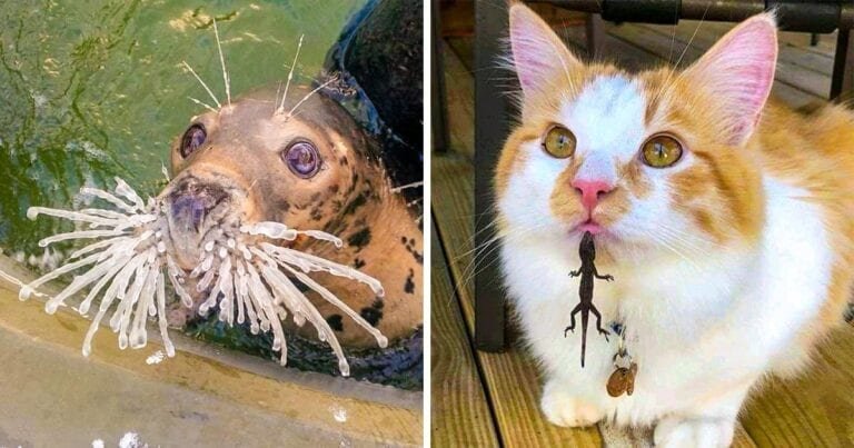 20 de animale care te pot înveseli mai bine decât orice comediant