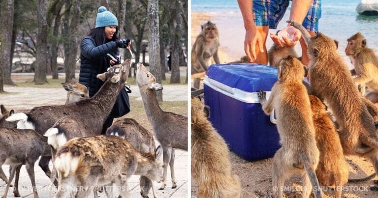 10 locuri minunate în care oamenii trăiesc alături de animale exotice