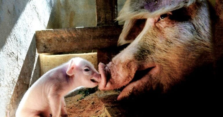 15 fotografii emoționante, despre ceea ce înseamnă dragostea maternă