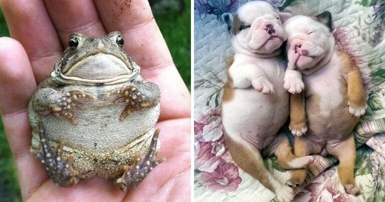 20 de animale dolofane care iti vor ajunge direct la suflet