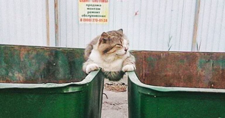 18 fotografii cu animale de companie, care vor să atragă atenția prin toate mijloacele posibile