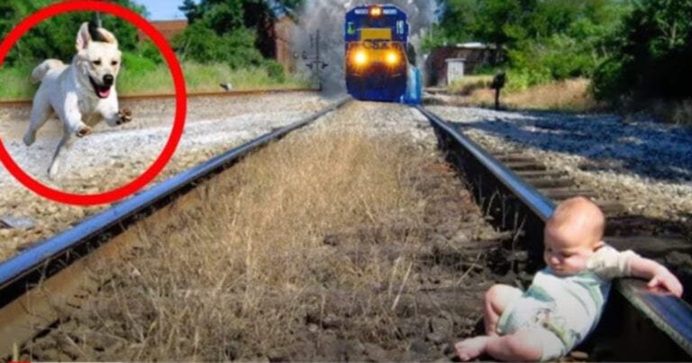 7 animale incredibile cărora oamenii le datorează recunoștință pentru salvarea vieții