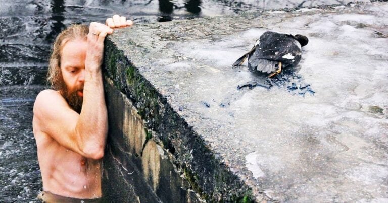 10 animale care nu ar fi supraviețuit fără ajutorul oamenilor