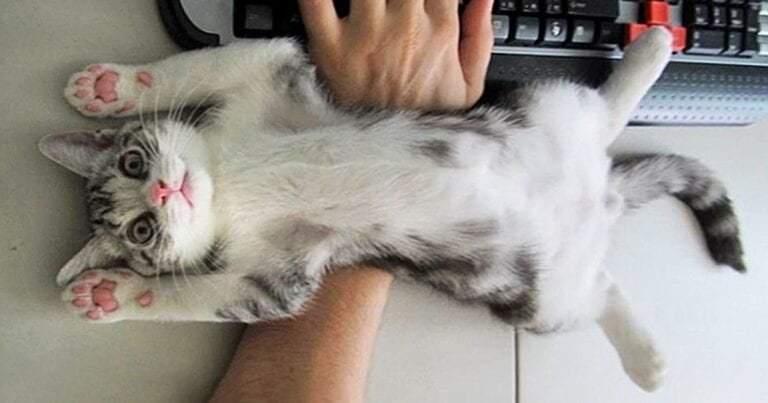 18 pisici amuzante care nu înțeleg sensul cuvintelor spațiu personal