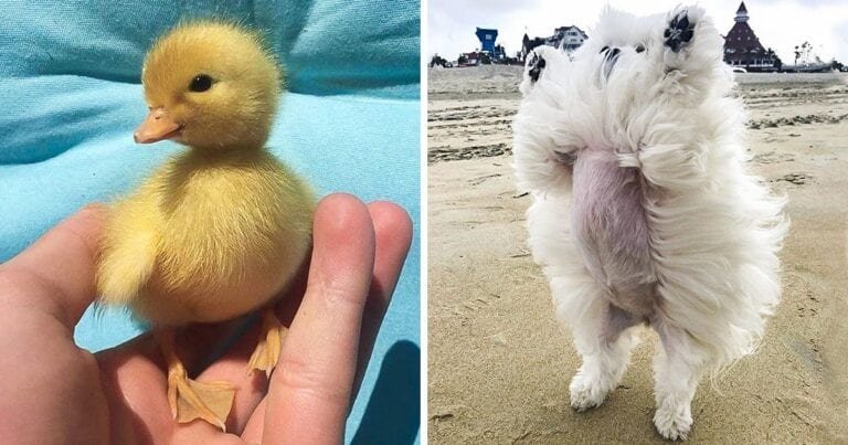 20 de fotografii care vă pot face viața mai luminoasă decât o zi însorită