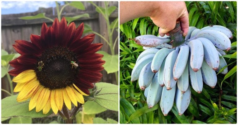 17 oameni norocoși care au găsit lucruri cu adevărat fascinante în natură