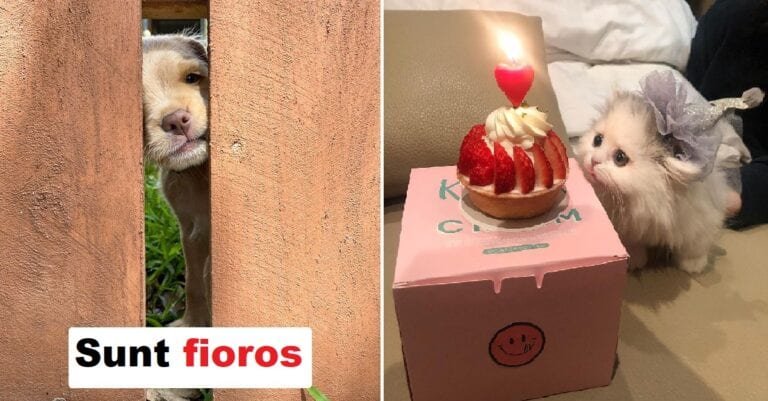 20 de fotografii care îți vor aduce zambetul pe buze în doar cateva secunde