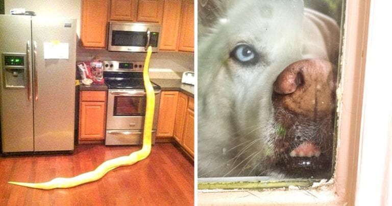 21 de întâmplari neobișnuite care au fost surprinse de proprietari cand s-au întors acasă