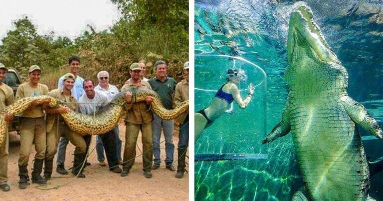 21 de lucruri care sunt mult mai mari decât crezi