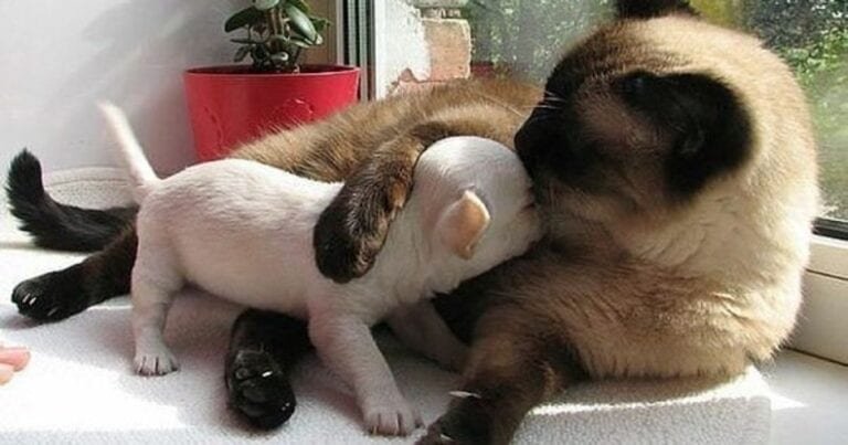 20 de pisici dulci care sunt indragostite de cățeluși