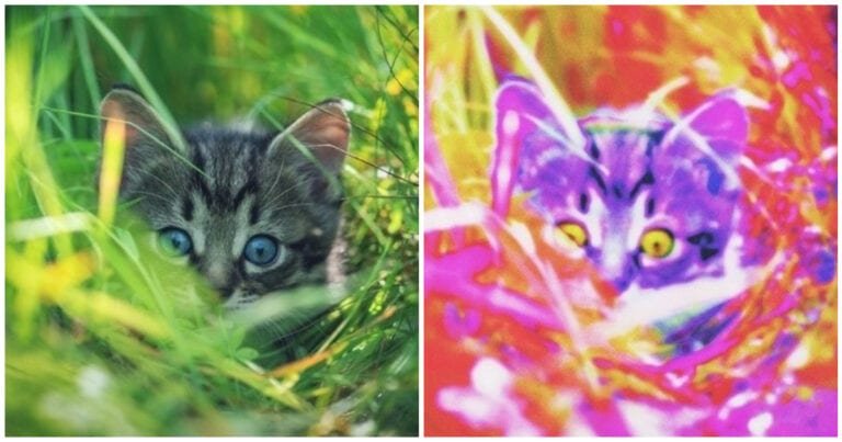 13 imagini care ne arată cum vad lumea animalele din jurul nostru