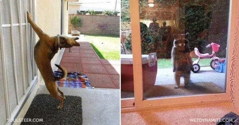 21 de animale care sunt foarte nerăbdătoare să intre în casă
