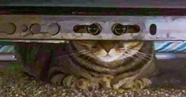 21 de animălute amuzante care cred că sunt agentul 007