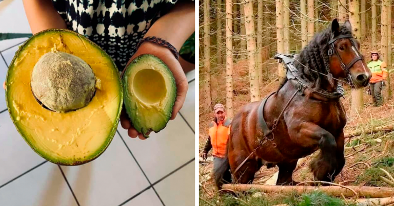 20 de imagini uimitoare care ne arată cum unele lucruri au crescut prea mult