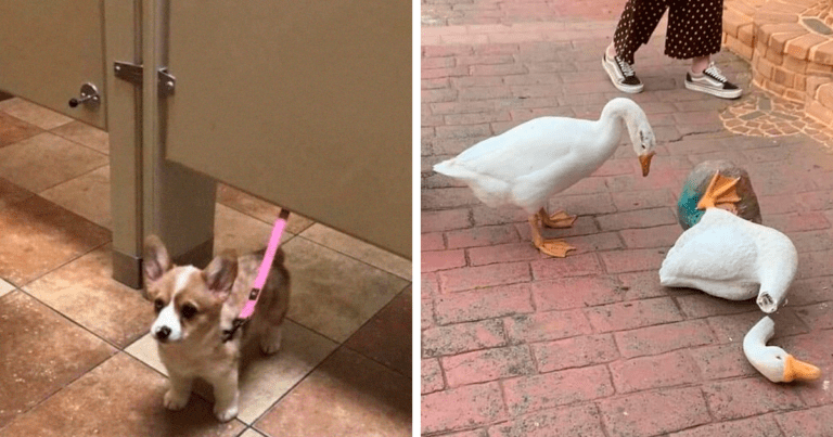 15 animale care au devenit virale pe retelele sociale