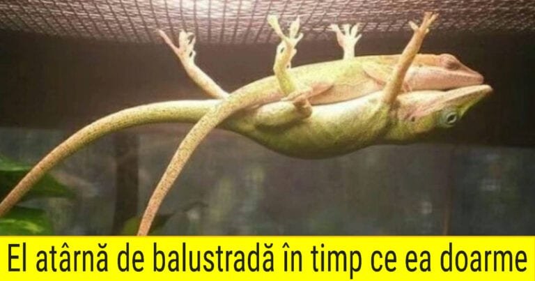 14 animale prin care natura a încercat să ne uimească, dar a cam exagerat