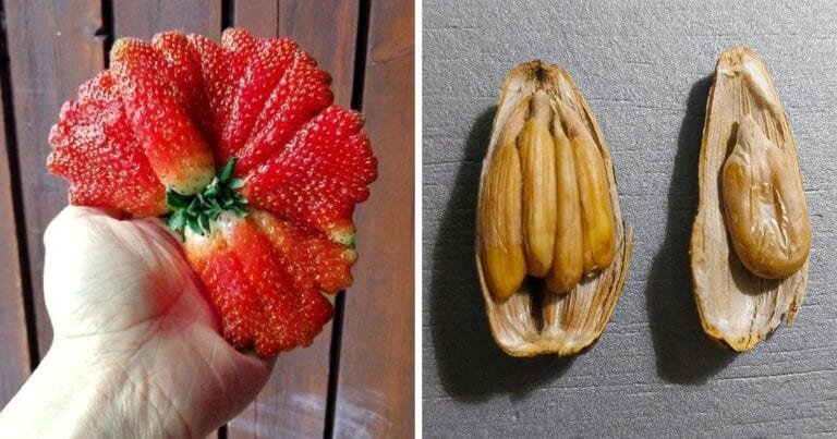 21 de imagini cu Mama Natură care ne-a uimit prin încălcarea regulilor de normalitate