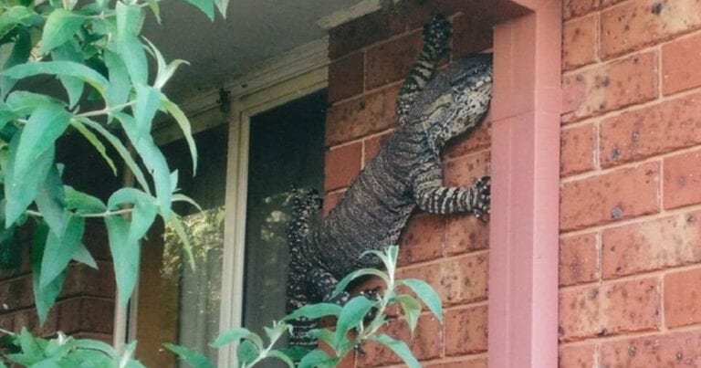 20 de fotografii care ne arată că Australia este o lume diferită
