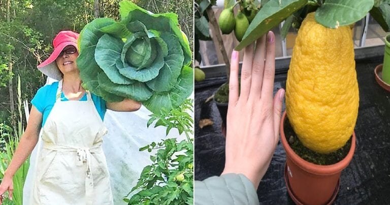 20 de obiecte și animale supradimensionate, care te vor face să te simți pitic