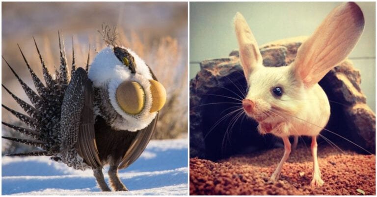 16 animale cu ajutorul cărora natura a reușit să uimească întreaga lume