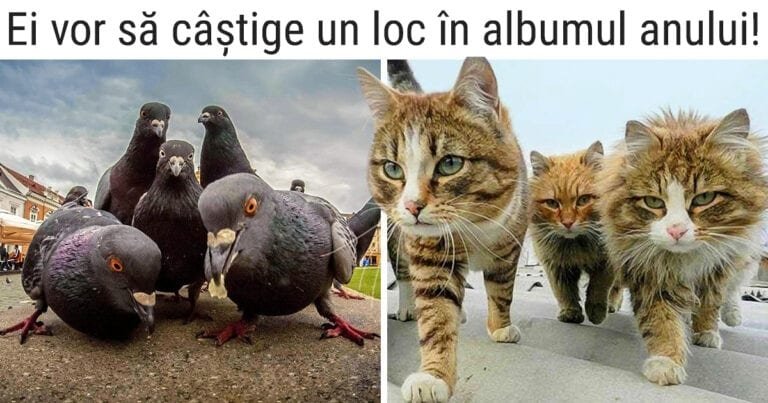 16 imagini cu animale fermecătoare care au o carismă de neegalat