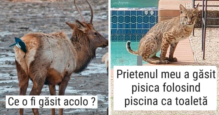 20 de fotografii din viață sălbatică a animalelor surprinse in cele mai amuzante momente