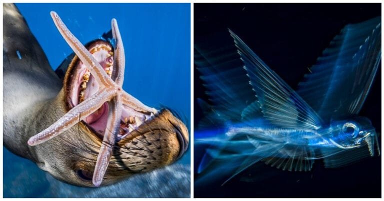 20 de fotografii uimitoare ale unui concurs național geografic care ne arată frumusețea planetei noastre