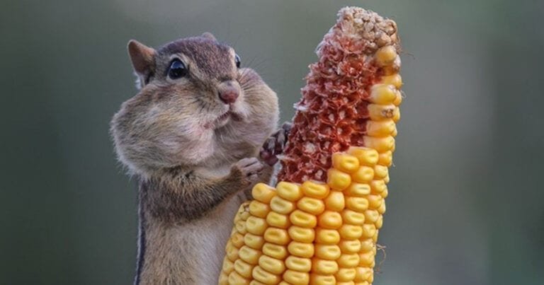 Cele mai bune 15 fotografii amuzante cu animale din acest an