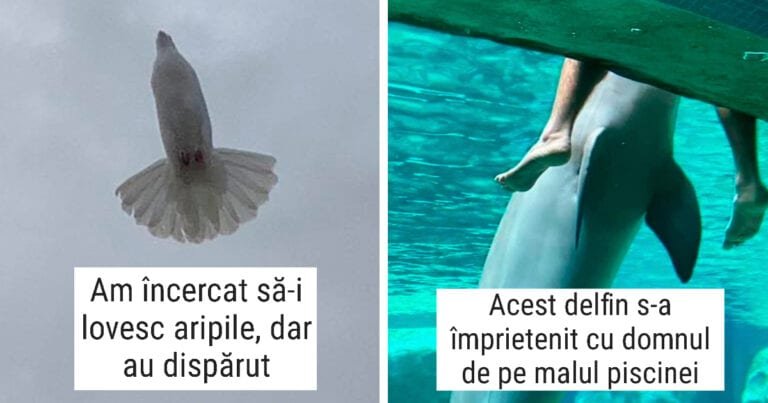 18 fotografii amuzante cu animale sălbatice, pe care nici măcar ele nu le-ar fi postat vreodată pe internet