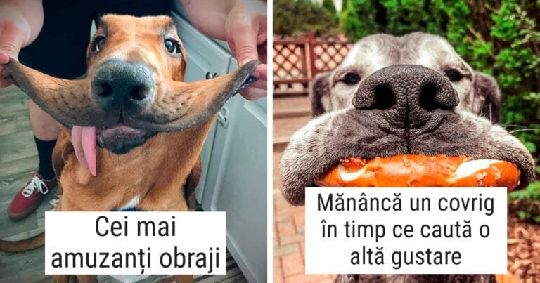 19 câini care sunt foarte drăguți din cauza pielii lor suplimentare
