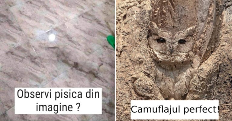 19 imagini cu lucruri care s-au îmbinat perfect cu fundalul