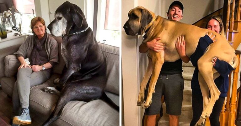 20 de animale de companie care au crescut si nu au idee cât de mari sunt