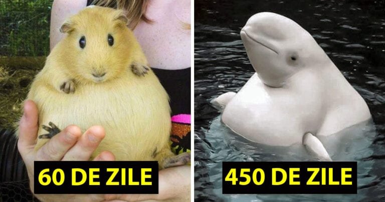 Sarcina la animale are o durată diferită în funcție de specie. Vă prezentăm 16 exemple uimitoare!