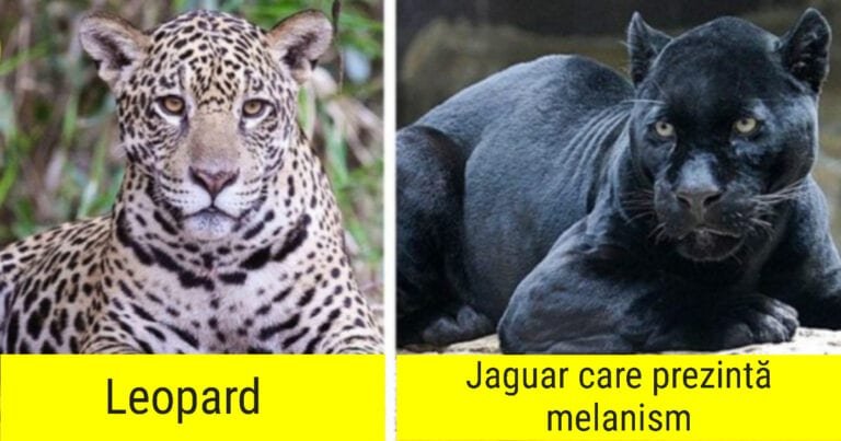 16 fotografii care îti vor schimba total percepția despre lumea noastră