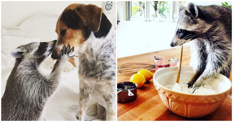 Acest raton drăguț a crescut alături de doi câini și acum crede că este unul dintre ei